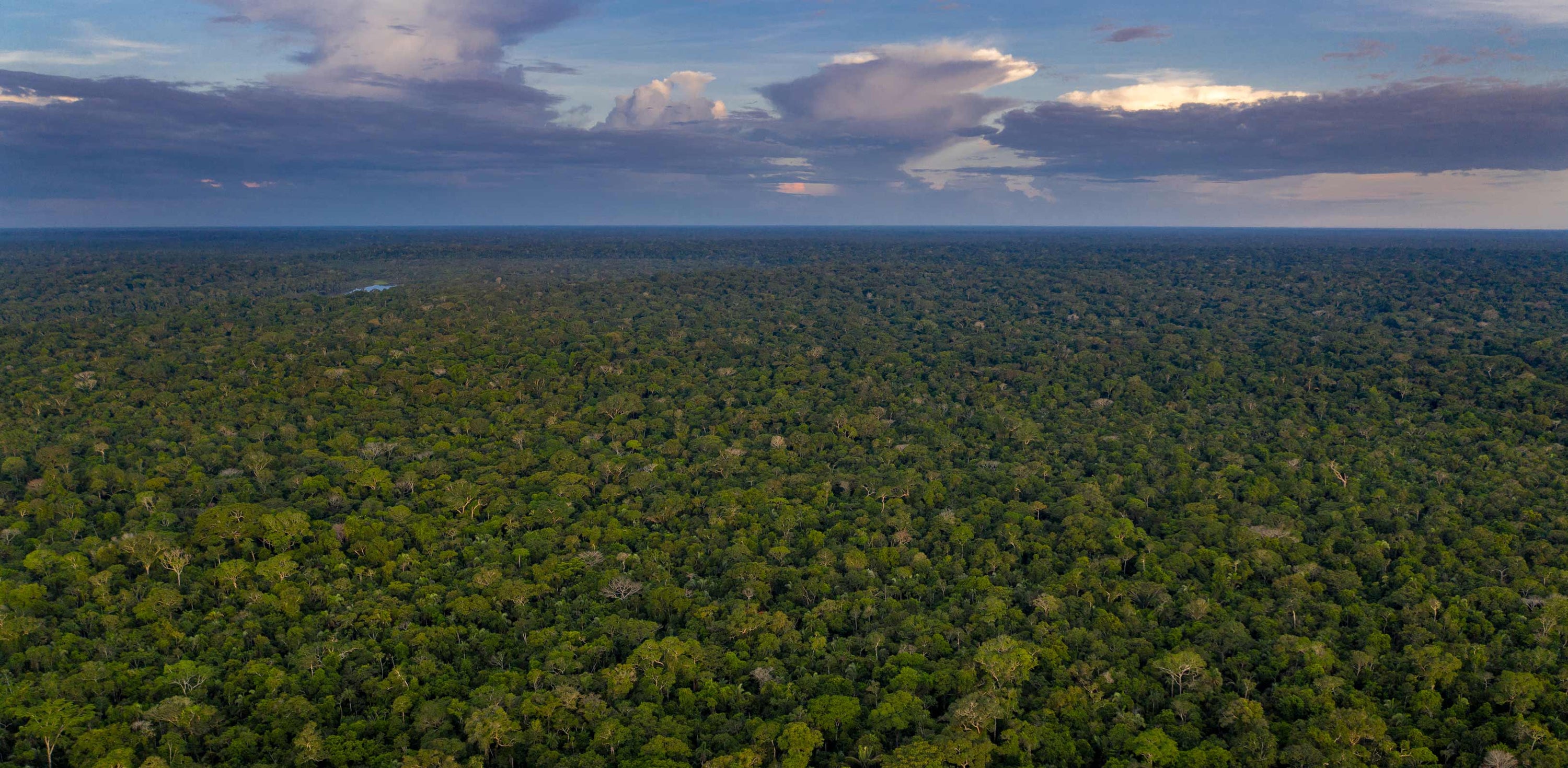Regenwald in Peru welcher durch Wilderness International geschützt wird